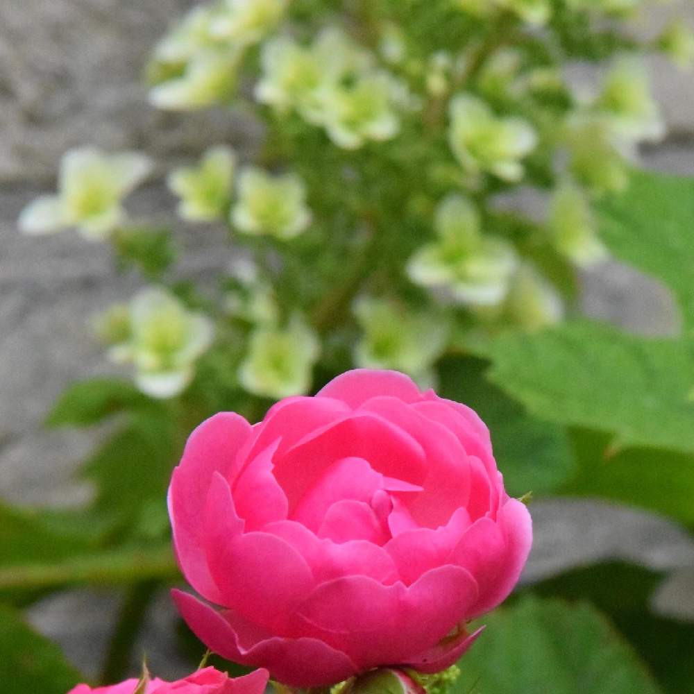 の画像 by 研究学園グリーンネックレス・グリーンの会さん | バラと自慢のバラ_2021と茨城県とつくばとつくばエクスプレスとイーアスつくばと研究学園とつくば市と研究学園グリーンネックレス・グリーンの会