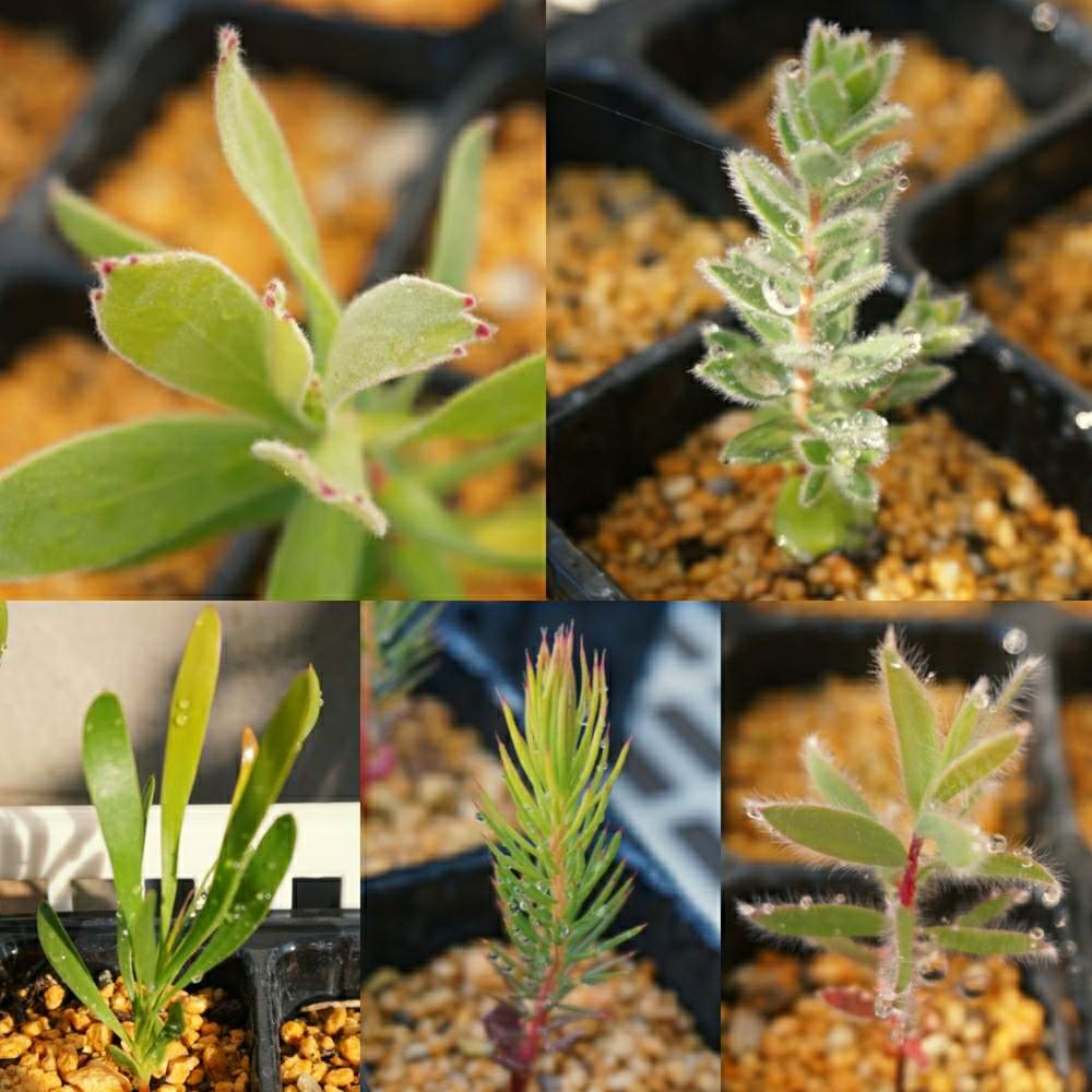 の画像 by Mr.Stoneさん | プロテア ナナとAulax umbellataとLeucospermum glabrumとLeucadendron procerumとLeucadendron muiriiと プロテアとリューコスペルマム。とオーラックスとネイティブプランツとワイルドフラワーと南半球