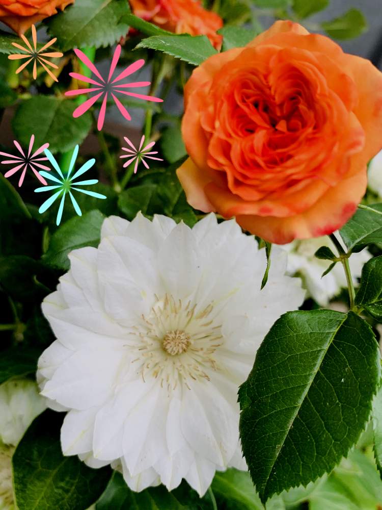 の画像 by のばらさん | おはようと今朝の1枚と薔薇とクレマチスと❤️M.family❤️