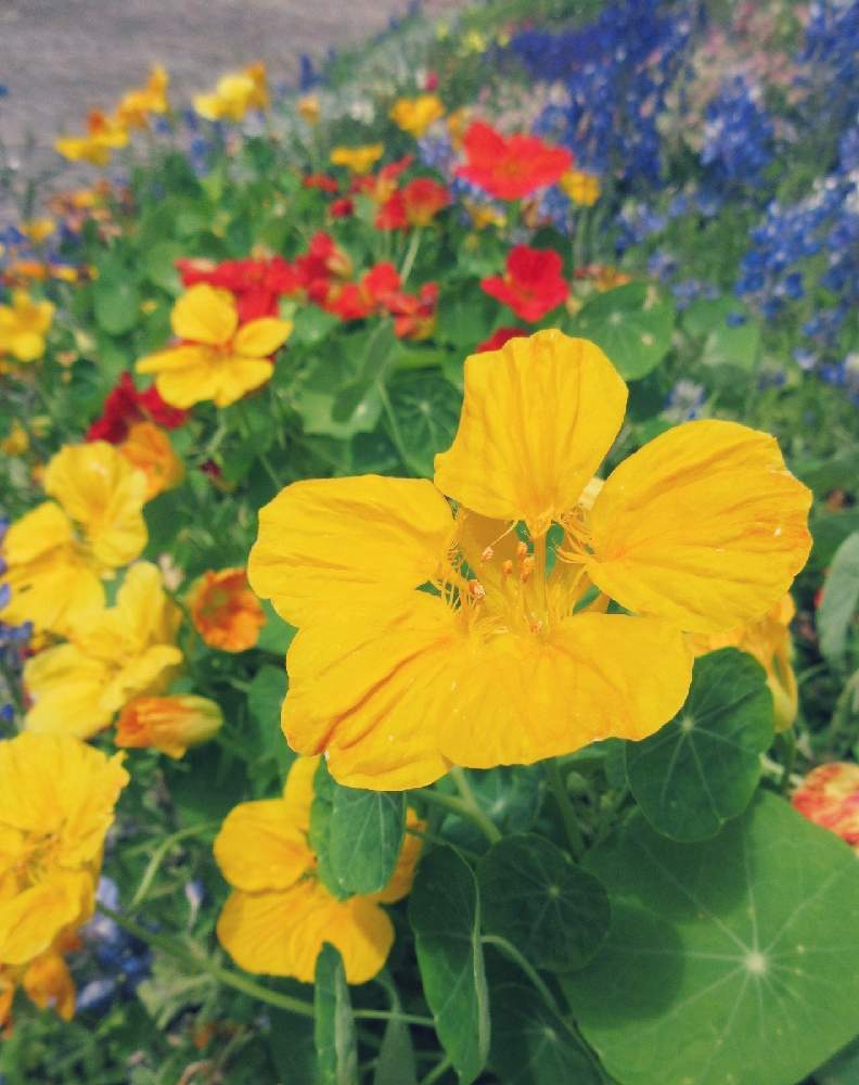 お出かけ先の画像 by ぺこりん♪さん | お出かけ先とキンレンカとブルーボネットとGS映えとGS日和とwildflower gardenブルーボネットと散歩とボタニカルスポットとおでかけ先
