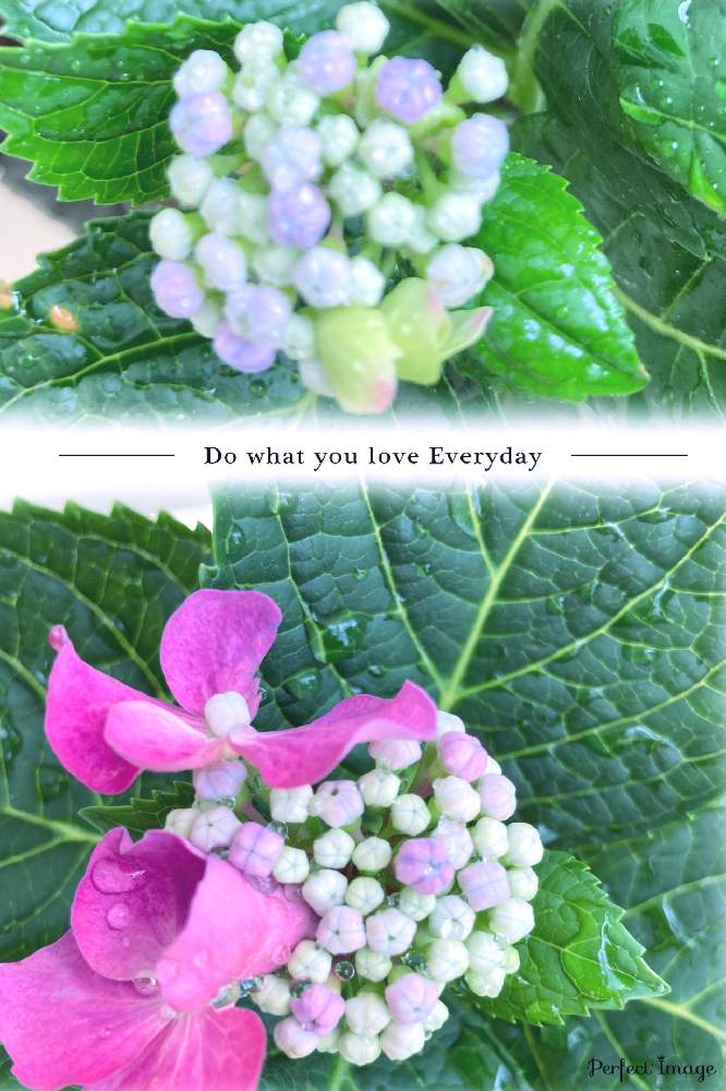 バルコニー/ベランダの画像 by ユダコさん | バルコニー/ベランダと紫陽花と金曜日の蕾たちと癒しと感謝とおうち園芸とささやかな幸せと楽しみと変化とずっと一緒