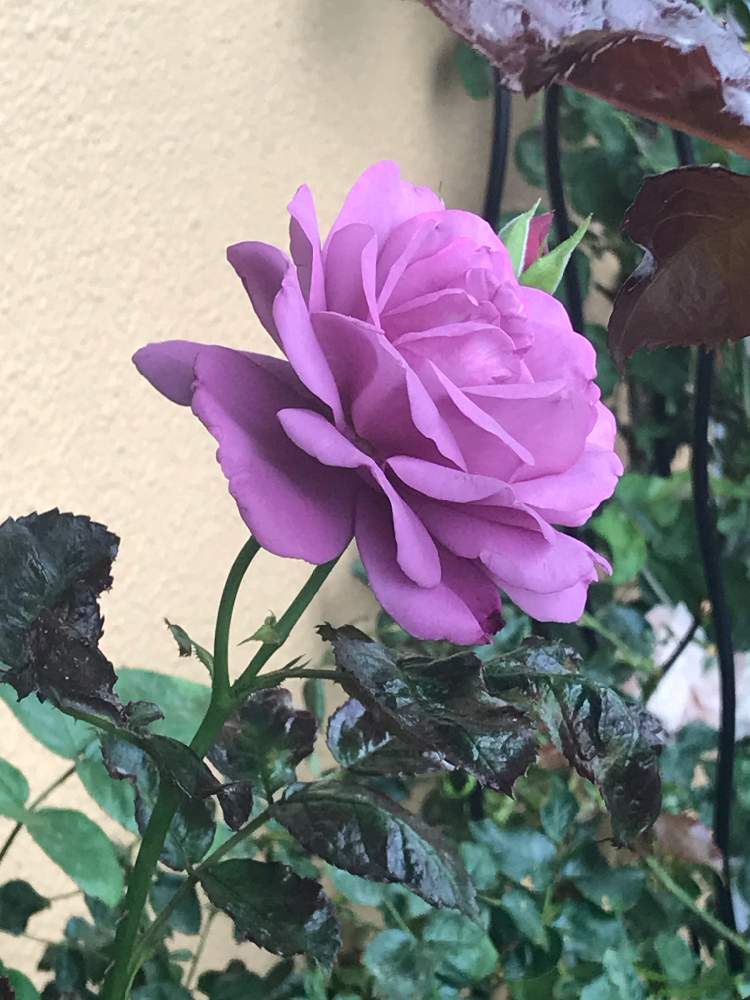の画像 by ムーミンさん | 薔薇プラムパーフェクトとベランダと埼玉川越とコロナ退散❗️と灯せ❗️心の火