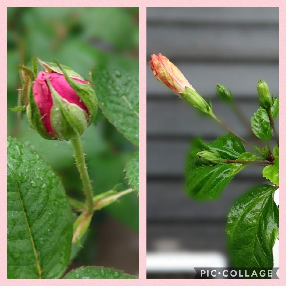 テラスの画像 by 福ママさん | テラスと金曜日の蕾たちとスマホ撮影とピンクの花と小さな幸せ❤とチーム岐阜とおうち園芸とコロナに負けるな!とオレンジの花と医療現場の人々に感謝とマスク生活と可愛いと花のある暮らしと頑張ろう日本❣️