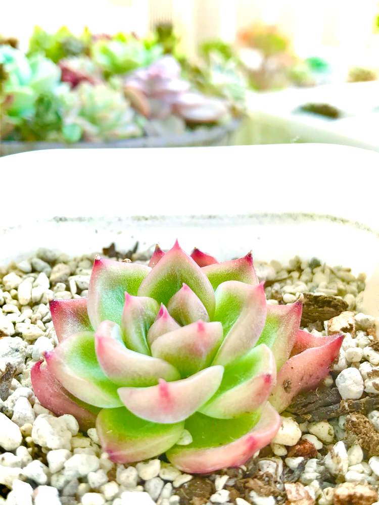 バルコニー/ベランダの画像 by A‘_'Aさん | バルコニー/ベランダと多肉植物と多肉植物癒しと多肉植物のある暮らしとエケベリア属と極狭ベランダと韓国苗と多肉植物ラブと花のある暮らしとかわいいとエケベリア 多肉植物と多肉植物大好きと多肉植物好きと多肉植物 エケベリアと多肉植物♡と今日の多肉植物