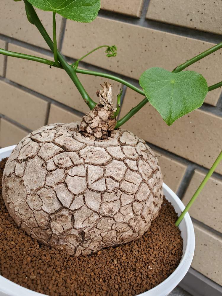 の画像 by ふらわーあんどぐりーんheh(花エリカ白楽店)さん | 多肉植物と観葉植物と楽天市場とステファニアスベローサとフォロー歓迎とネット販売と観葉植物好きと多肉植物のある暮らしと白鉢とコーデックスのある暮らしとピザールプランツと塊根植物とステファニア属と観葉植物のある暮らしと多肉植物好きといいね♥ありがとうございます✨と6号鉢