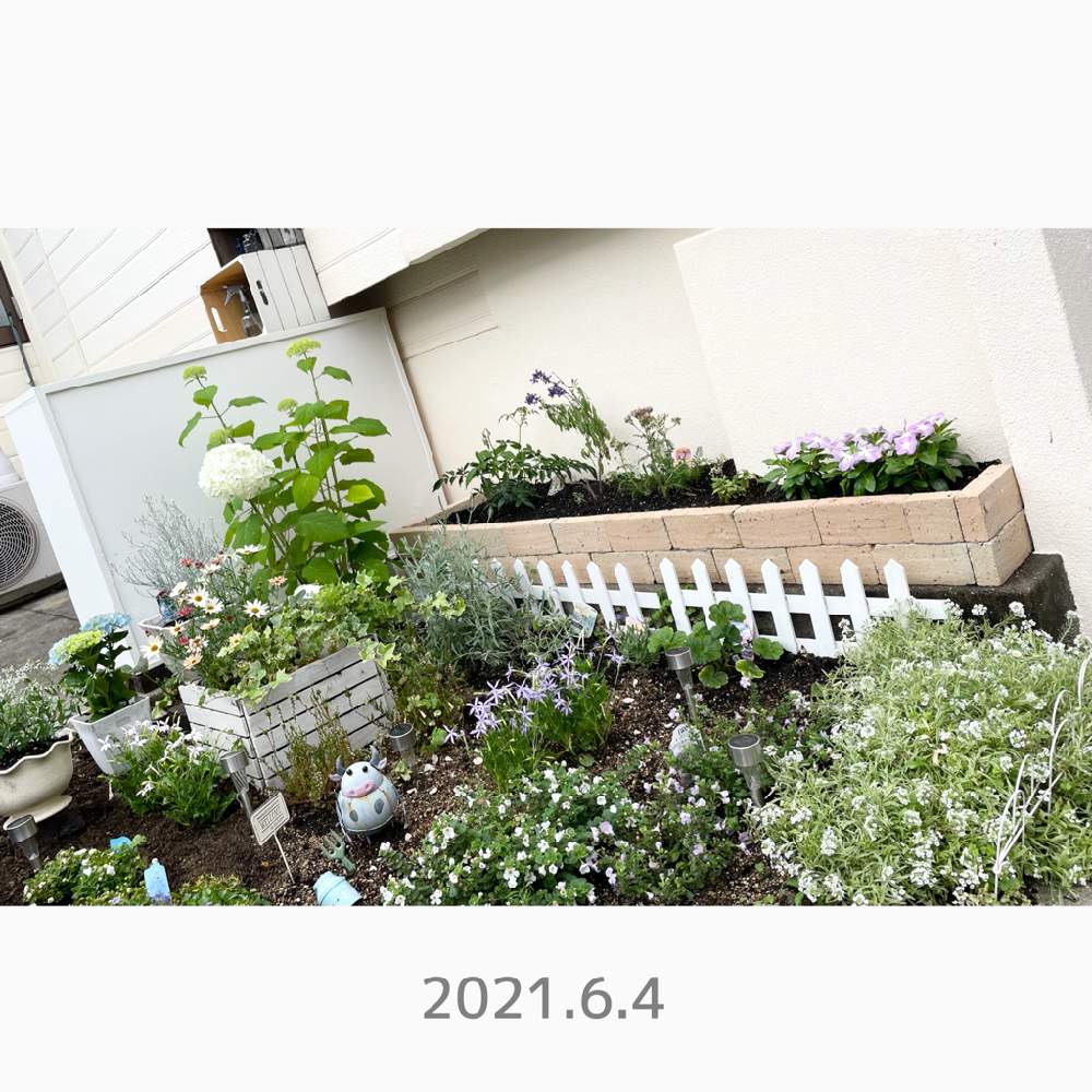 小さな庭の画像 by tomoさん | 小さな庭とイソトマとイソトマとゼラニウムと日々草とアイビーとアナベルと西安とスーパーアリッサムとラベンダー シルバーサンドとカンパニュラ・ブルーワンダーとカロケファルス プラチーナとアスチルベ スノードリフトとカンパニュラ ホワイトライクミーとラベンダー・プリティベイビーとマックスマム 夕焼けレッドとステラスノーストームとアキレア ミリーロック