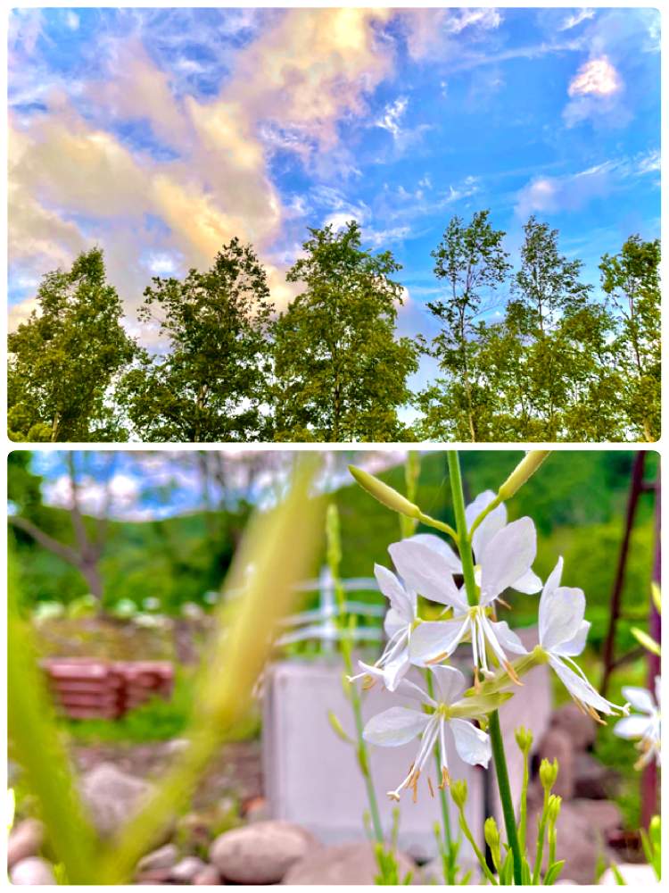 の画像 by pugさん | ガウラと♡pug庭♡と♡幸せ♡と♡可愛い♡と♡癒し♡と♡楽しみ♡と♡ゆらゆら♡と♡ほっぺ庭♡と♡おうち園芸♡と♡お疲れ様♡と♡おやすみなさい♡と♡もう夜ですね…♡と♡はじめまして♡と♡自然♡と♡開花♡と♡遊び♡と♡親子園芸♡と♡お散歩♡と♡青空♡
