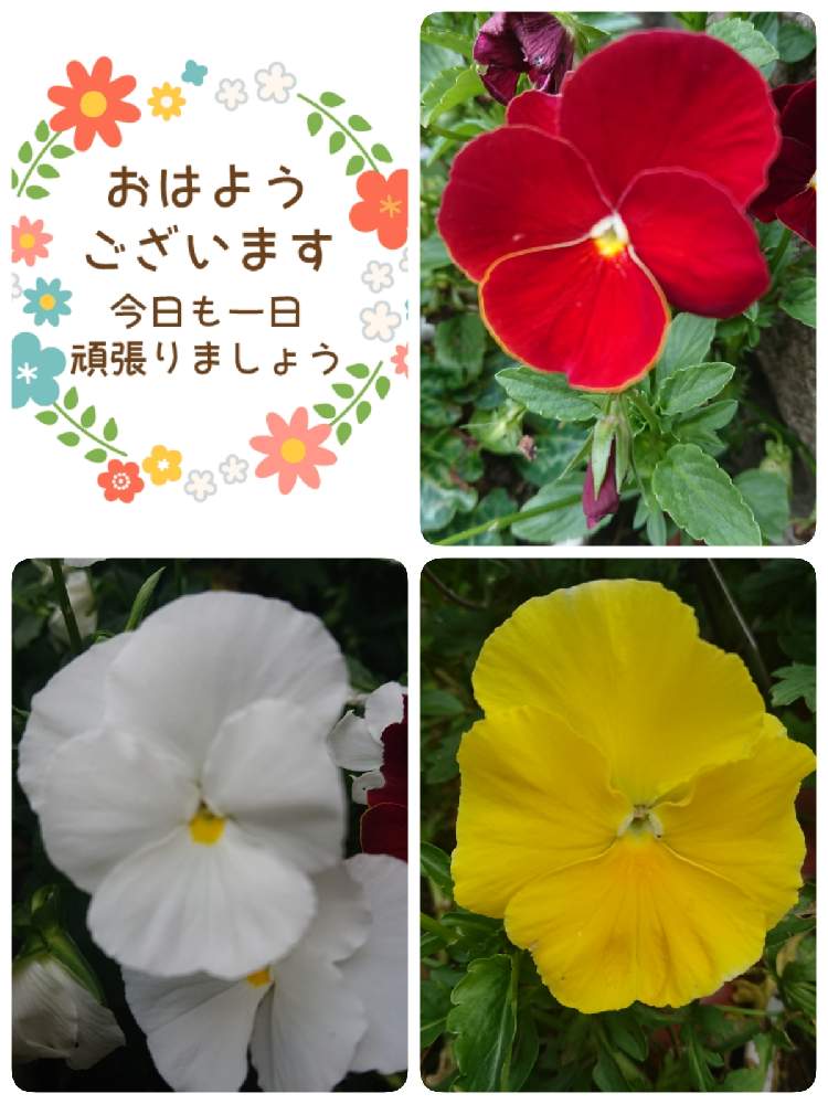 小さな庭の画像 by 苺さん | 小さな庭とプランターとおうち園芸とパンジーの栽培とお家栽培とお家で栽培とプランター植え
