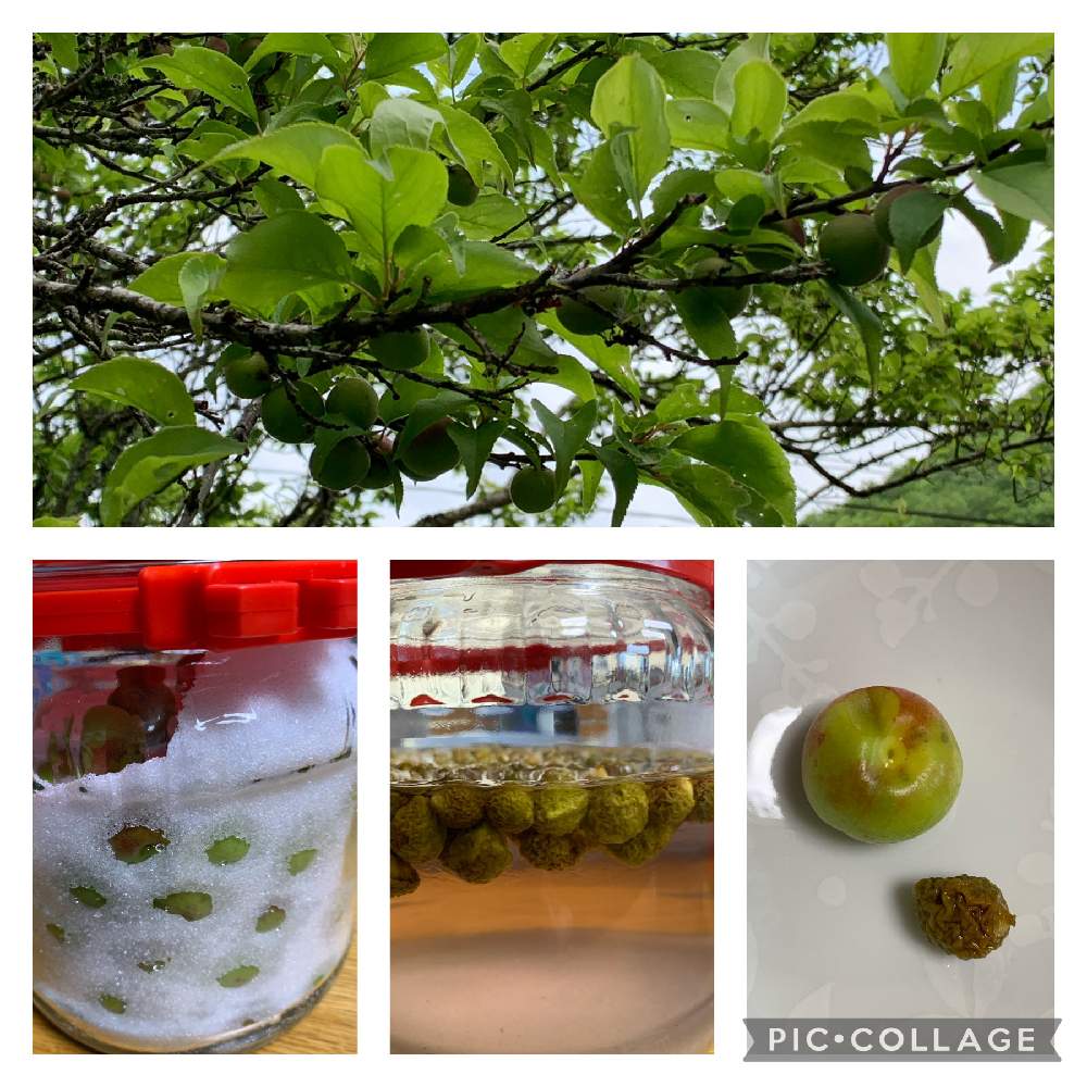キッチンの画像 by ネリネさん | キッチンとコウメと手作りと食べられますと自家製と気になるとお気に入りと無農薬と花のある暮らしと無肥料と田舎の畑