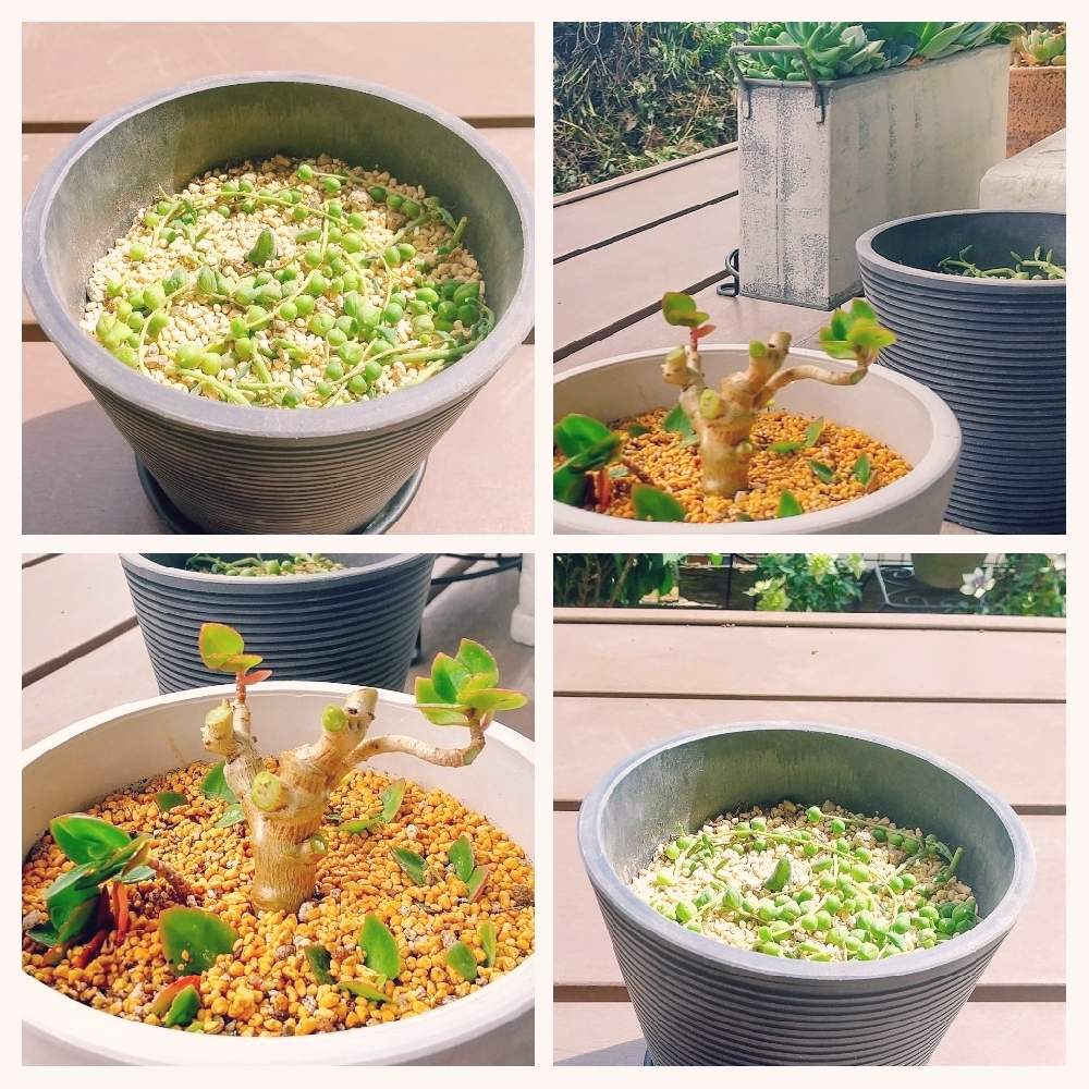テラスの画像 by ❀La’❁❀さん | テラスとグリーンネックレスとカランコエと多肉植物初心者と犬好きと癒やされると多肉植物葉挿しとネコ好きと寄せ植えとウッドデッキとGS映えと花を飾るとおうち園芸と観葉植物のある暮らしとガーデニングと花のある暮らしと北欧雑貨
