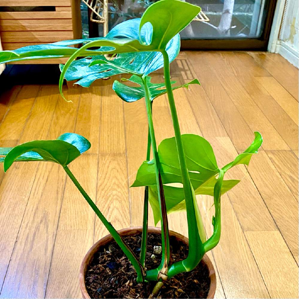 部屋の画像 by YOKOさん | 部屋とMonstera deliciosa compactaとモンステラ属と過保護とモンステラ デリシオーサ コンパクタとcute♡とアロイドとサトイモ 科とモンステラ好きっ♡とモンステラらぶ♡と葉っぱlove♥とLED栽培と可愛い♡