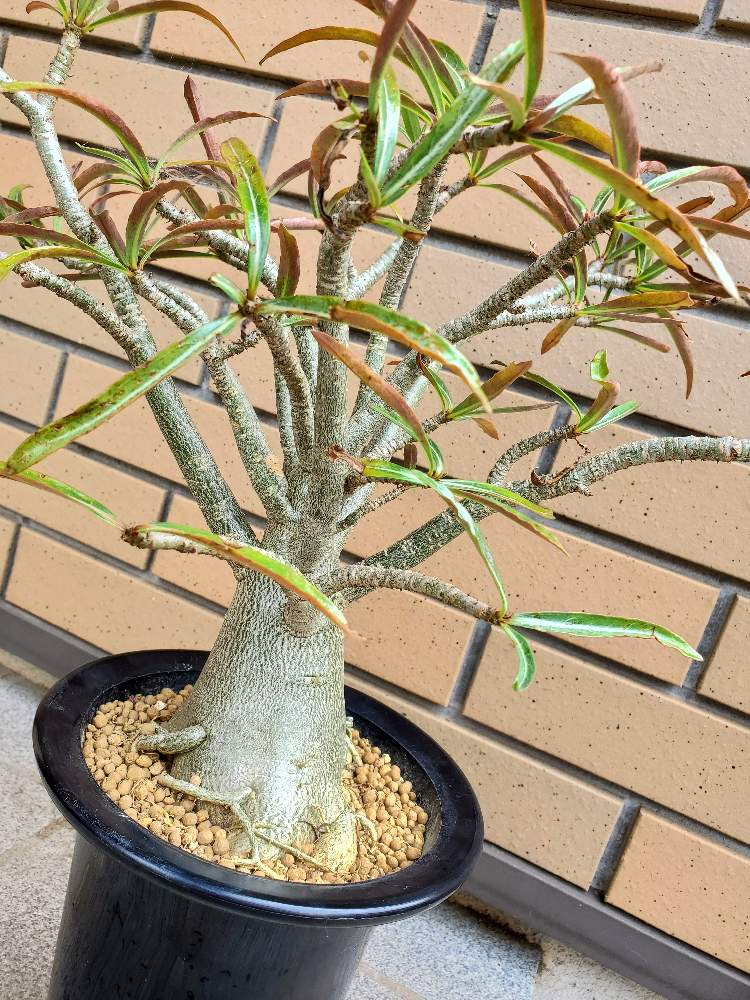 の画像 by ふらわーあんどぐりーんheh(花エリカ白楽店)さん | 多肉植物とアデニウム属と観葉植物と楽天市場と黒鉢とソマレンセとフォロー歓迎とネット販売とプラ鉢と観葉植物好きと多肉植物のある暮らしとピザールプランツと塊根植物と観葉植物のある暮らしと多肉植物好きといいね♥ありがとうございます✨