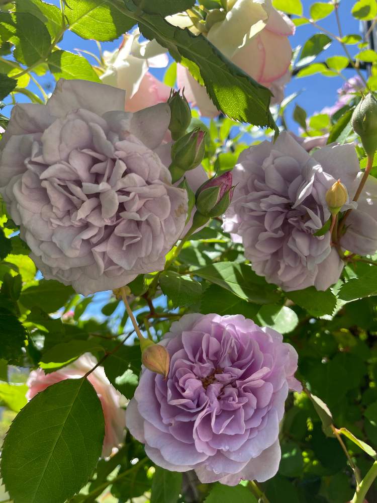 テラスの画像 by ららさん | テラスとばら バラ 薔薇と幸せにな〜る◡̈❁とバラ・ピエールドゥロンサールとつるバラとhappy♡と薔薇レイニーブルーとバラ 鉢植えとレイニーブルー♥︎︎∗︎*゚と香りフェチとほんのりピンクが好きと薔薇♪とピエールドゥロンサール♥︎︎∗︎*゚とピンク中毒´ ³`°) ♬*.:*¸¸