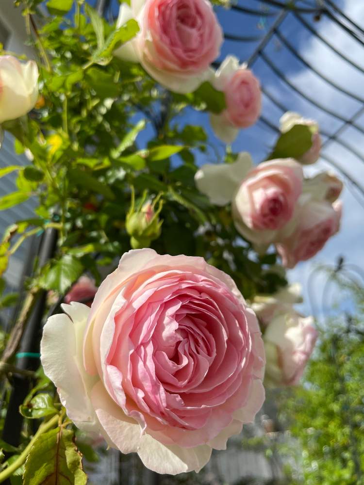 テラスの画像 by ららさん | テラスとつるバラのある庭とばら バラ 薔薇と幸せにな〜る◡̈❁とバラ・ピエールドゥロンサールとつるバラとhappy♡とバラ 鉢植えとありがとう◡̈❁とほんのりピンクが好きと薔薇♪とピエールドゥロンサール♥︎︎∗︎*゚とピンクが好き❤︎とピンク中毒´ ³`°) ♬*.:*¸¸