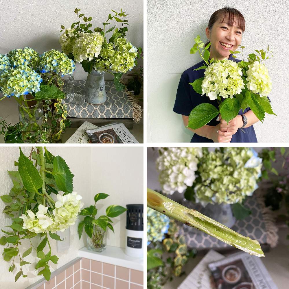 の画像 by メルシーフラワーさん | 紫陽花 あじさい アジサイとスーパーマーケットの花とスーパーの花屋さんと癒しと花を飾るとスーパーの切花とハナカジとメルシーフラワーと花のある暮らしとこころを花にかえて