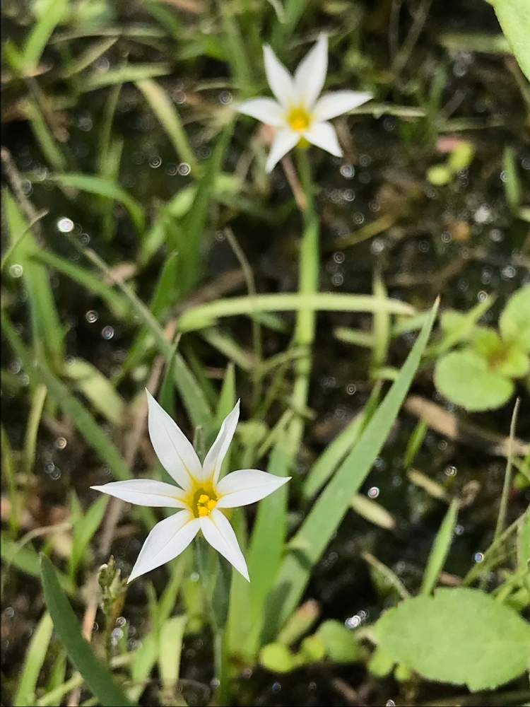 お出かけ先の画像 by ぶらんさん | お出かけ先とセッカニワゼキショウと花のある暮らしと移ろう季節と夏の小さな花
