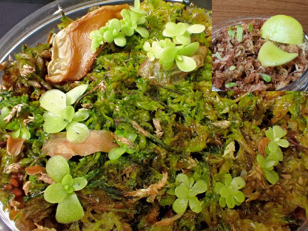 部屋の画像 by 熊みたいな熊さん | 部屋とPinguicula giganteaとPinguicula ampa A 雪蛍とpinguicula esserianaと観葉植物と食虫植物と室内栽培専門と多肉大好きと食虫植物 ムシトリスミレと室内栽培と草植系男子と増えたと珍奇植物と葉挿しとLED栽培
