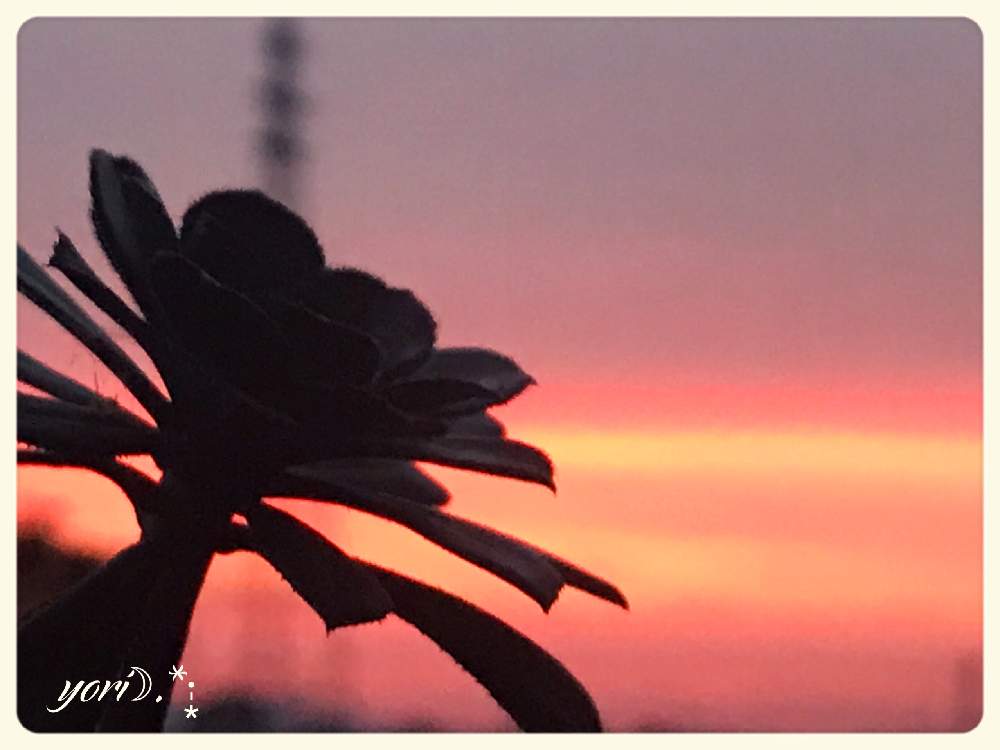 バルコニー/ベランダの画像 by yori☽︎︎.*·̩͙さん | バルコニー/ベランダと黒帽子といい夢見てね♬.*゚と今日もお疲れ様でした♡と体調に気をつけて!とHTCNo.51と多肉女子とありがとうです♥️と地震に気をつけてねと感謝❤️と花の16年組♡と今日の夕陽✨とチーム福岡とこんばんは☆と今週もよろしくです♡と今日に感謝♡とおやすみなさい⭐