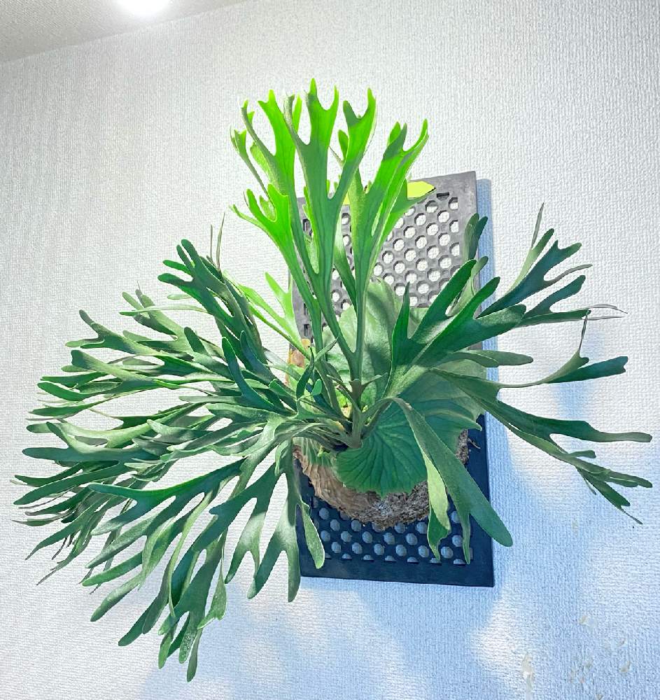 の画像 by aiさん | ビカクシダ キッチャクードとP.Mt.kitshakood Thin frondと着生植物と コウモリラン と観葉植物と通風 パネルと ビカクシダとビカクシダ板付とシダ植物