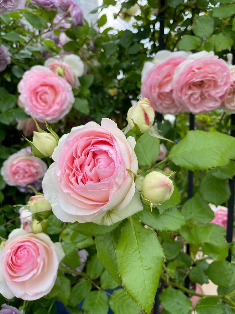 テラスの画像 by ららさん | テラスとつるバラのある庭とばら バラ 薔薇と幸せにな〜る◡̈❁とバラ・ピエールドゥロンサールとつるバラとhappy♡とバラ 鉢植えとありがとう◡̈❁と香りフェチとほんのりピンクが好きと薔薇♪とピエールドゥロンサール♥︎︎∗︎*゚とピンクが好き❤︎とピンク中毒´ ³`°) ♬*.:*¸¸