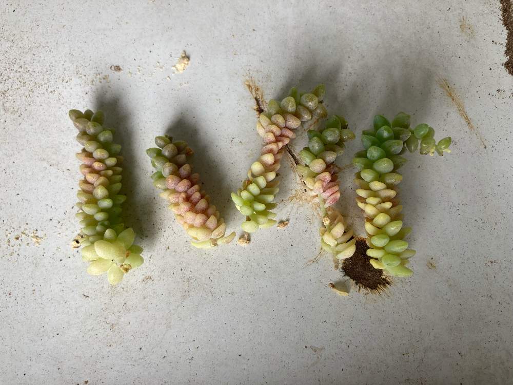 バルコニー/ベランダの画像 by yosdpalさん | バルコニー/ベランダとセダム属 マジョールと植物写真とセダム属と多肉植物ともりもり多肉とわが家の多肉スペースとおうち園芸と植中毒とオルトランと多肉の森とぷりぷりと多肉多肉多肉と俺の多肉植物とむちむちぷくぷく