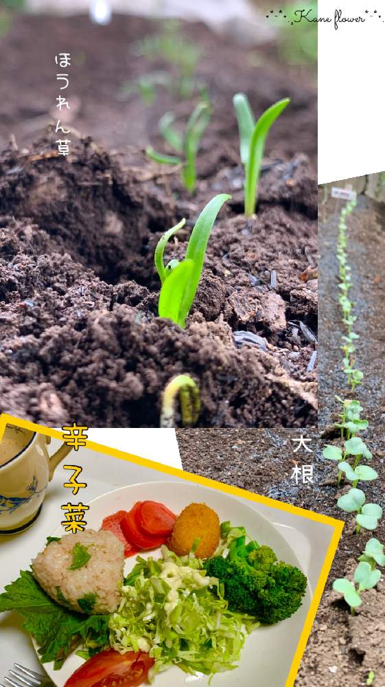 の画像 by kane flowerさん | シソとホウレンソウとブロッコリーとキャベツとダイコンとカラシナと家庭菜園と種からと私畑と埼玉県と自家製野菜と無農薬有機栽培と無農薬 無化学肥料栽培とK.F家庭菜園と2021 K.F 家庭菜園