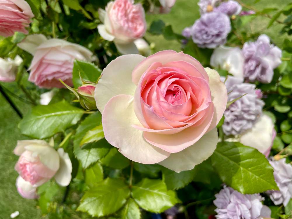 テラスの画像 by ららさん | テラスとつるバラのある庭とばら バラ 薔薇と幸せにな〜る◡̈❁とバラ・ピエールドゥロンサールとつるバラとバラ 鉢植えとありがとう◡̈❁と香りフェチとほんのりピンクが好きと薔薇♪とピエールドゥロンサール♥︎︎∗︎*゚とピンクが好き❤︎とピンク中毒´ ³`°) ♬*.:*¸¸