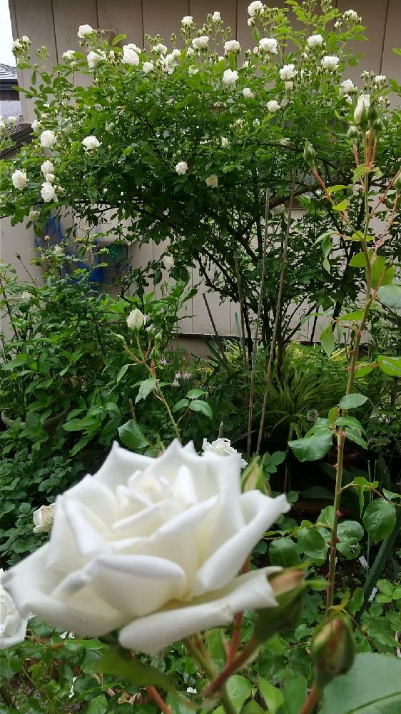 小さな庭の画像 by ❧❧coco❦❦さん | 小さな庭とサマースノーと新雪とスマホ撮影と2021宜しく♡とつるバラ サマースノーとばら バラ 薔薇と薔薇愛同盟とばら新雪と繋がりに感謝です♡と大好きな時間とバラと夢CLUBと鉢植えと今朝の庭。ときれ~い❤と薔薇大好き♡と癒やしの時間と自分時間♡と庭のばらと花のある暮らしとかわいいと薔薇♪とありがと〜❤