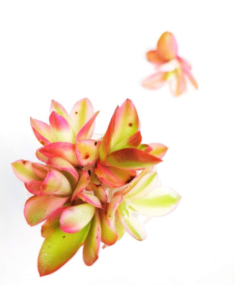 玄関の画像 by eyeさん | 玄関と火祭り錦と火祭りの光とCrassula capitella 'Camp Fire' f.variegataとmikawanoyasouとあっ火曜日と☆eye☆錦とクラッスラ属と☆eye☆か行と火祭り錦♡とred flamesとCrassula capitella 'Camp Fire' f.variegataと火祭りの光*と覆輪斑とred pagodaとCrassula capitella spp. thyrsifoliaとカテピラ キャンプファイア ヴァリエガータと真っ赤な火曜日と掻き仔とアフリカ南部原産と☆eye☆は行と⭐eye⭐クラッスラ属と赤い塔と赤い炎