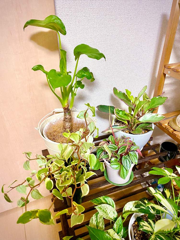 部屋の画像 by tomoeさん | 部屋とクワズイモとペペロミアとポトスマーブルクイーンとシェフレラ・トリネッティとペペロミア クルシフォリア ジュエリーとペペロミア ナポリナイツと観葉植物と植物のある暮らしと集合と葉っぱとインテリアと植物とジャングル化計画と質問