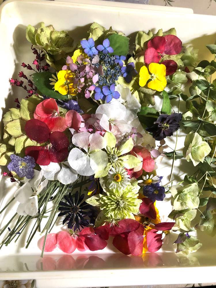 インテリアの画像 by CAT ROSESさん | インテリアと茶花と田舎暮らしのルーティンとドライフラワーと丁寧な暮らしと猫と私の気ままな暮らしと田舎暮らしと花入と山野草とおうち園芸とCATROSESの庭とcatstairosesと庭づくりと花数寄と蒼松庵の庭と山野草の庭づくりと花のある暮らしと茶花の庭