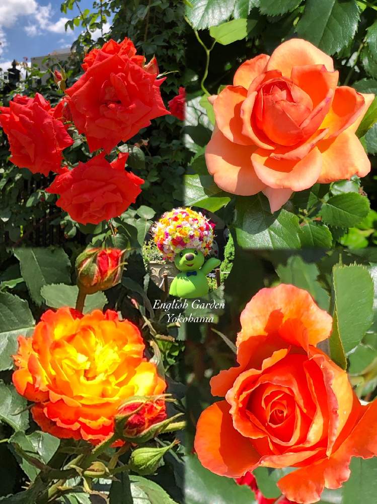 の画像 by hirarinさん | バラ、薔薇、ばらと医療・介護の皆様に感謝と水曜ローズショーとコロナウイルスの終息を願う!と横浜イングリッシュガーデンとhirarinの薔薇とビタミンカラーとGS皆様ありがとうと被災地にエールを…。とガーデンネックレス横浜2021コンテストとオレンジ