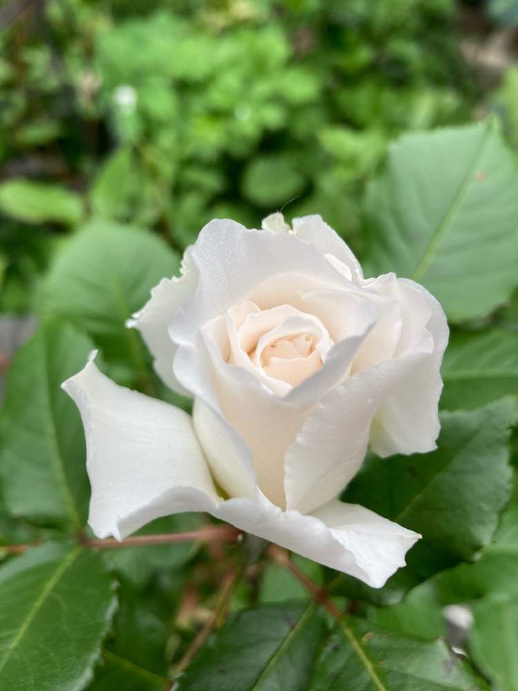 小さな庭の画像 by ももさん | 小さな庭とマーガレット・メリルと花のある暮らしと北海道と薔薇が咲いたと爽やか季節、到来
