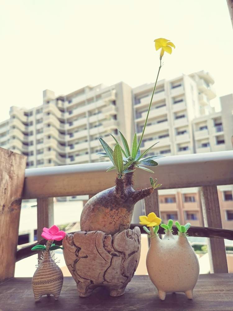 バルコニー/ベランダの画像 by poporopoooさん | バルコニー/ベランダとパキポディウム属とベランダと花と緑のある暮らしと塊根植物のある暮らしと多肉大好きとビザール・プランツと塊根大好きと多肉のある暮らしとベランダガーデンと多肉植物のある暮らしとコーデックスとウィンゾリーと塊根の花と#パキポディウム•グラキリスと塊根まん・ベアルートと塊根植物とハンドメイドと珍奇植物と花のある暮らしとzooo plants