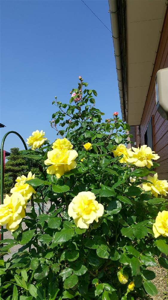 小さな庭の画像 by ❧❧coco❦❦さん | 小さな庭とジェームズギャルウェイと薔薇フリージアとスマホ撮影と2021宜しく♡とばら バラ 薔薇と薔薇愛同盟と水曜ローズショーと繋がりに感謝です♡と大好きな時間とバラと夢CLUBと小さな楽しみと鉢植えときれ~い❤と薔薇大好き♡と庭のばらと花のある暮らしとかわいいと薔薇♪とバラ・フリージア