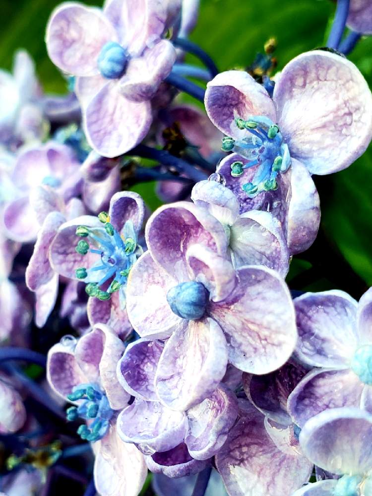 小さな庭の画像 by aki~nakさん | 小さな庭とHTCとWEEKEND FLOWERと今日の一枚と妄想倶楽部と季節のお花と有難う♥とおたふく紫陽花と花のある暮らしと花の16年組♡とラジオ体操倶楽部