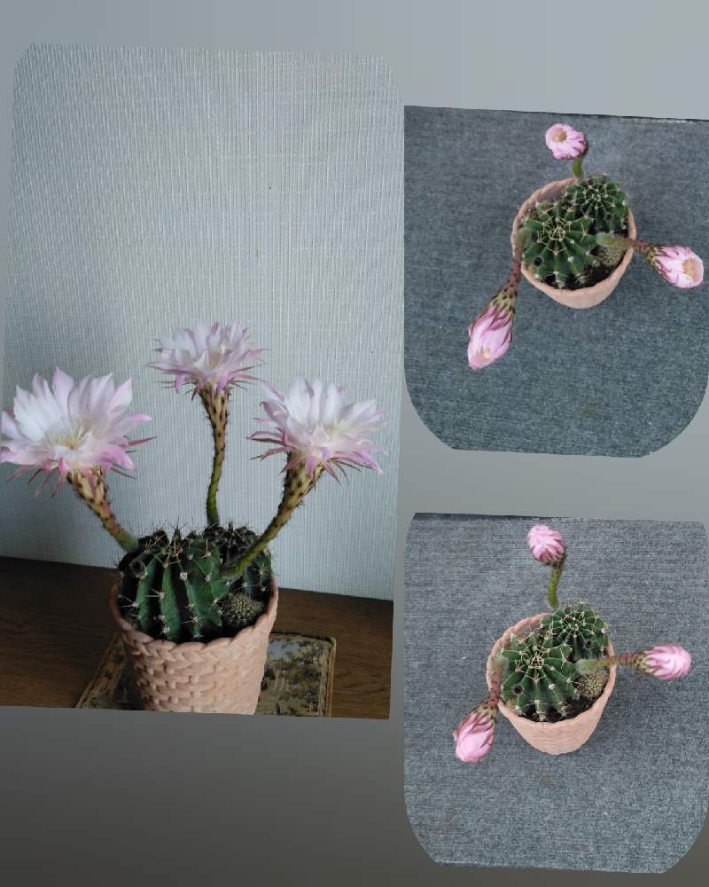 の画像 by 天の川さん | サボテン、名前知らず?とサボテンのお花の開花順とベテラン乙女倶楽部と可愛いい紫陽花ですねと愛おしいと癒しと感謝と自己満足でも良いですねよと鉢植えとサボテン名前知らずとあ・り・が・と・うとサボテンA