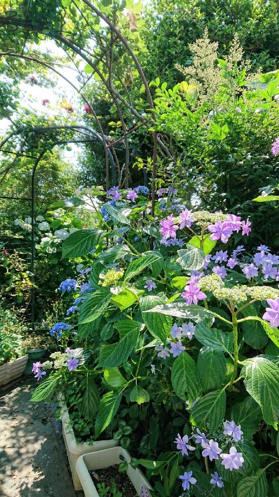 の画像 by のりりんの森さん | 南天の蕾と紫陽花 ダンスパーティーと薔薇カーディナルヒュームと素敵な眺めとキュンキュン乙女倶楽部とマイガーデンと優しい花色と花のある暮らしと背丈の高い植物
