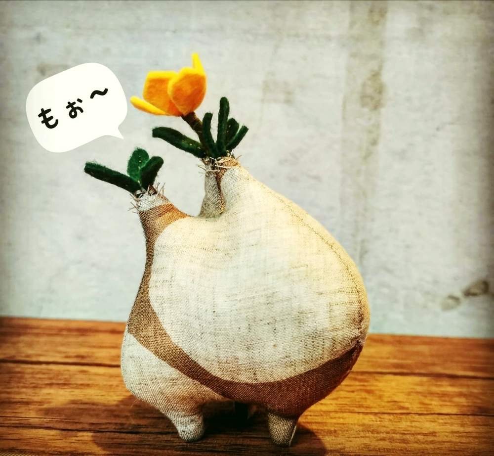 インテリアの画像 by poporopoooさん | インテリアとパキポディウム属と観葉植物と花と緑のある暮らしと塊根植物のある暮らしと多肉大好きとビザール・プランツと塊根大好きと多肉のある暮らしと多肉植物のある暮らしとコーデックスと塊根の花と#パキポディウム•グラキリスと塊根まん・ベアルートと塊根植物とハンドメイドと牛柄と珍奇植物と花のある暮らしとモンスターとzooo plants