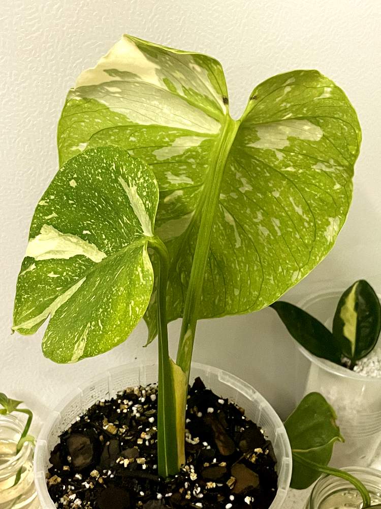 キッチンの画像 by mikiさん | キッチンとMonstera thai constellationとモンステラ属と 斑入りモンステラとモンステラ タイコンステレーションとモンステラ デリシオーサ イエローモンスター
