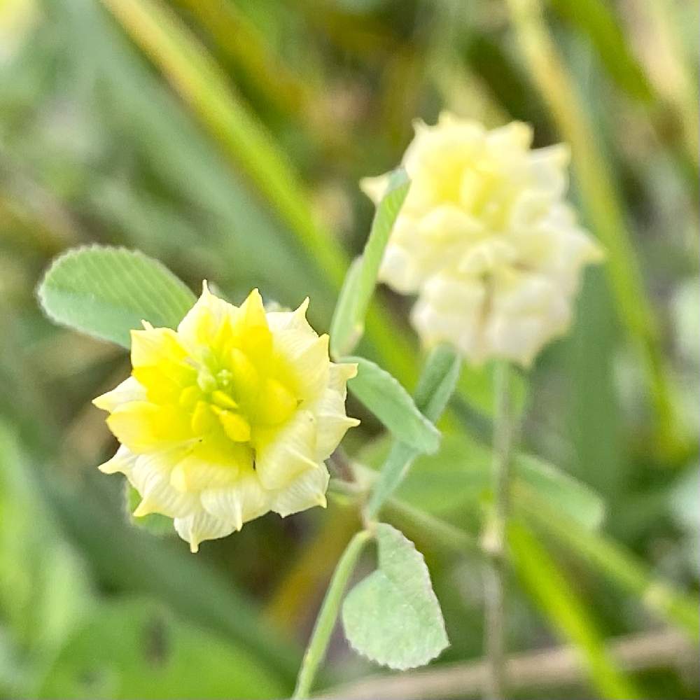 お出かけ先の画像 by イリヤさん | お出かけ先とクスダマツメクサと野の花と散歩道にてと山野草と花撮りと小さな花とスマホ撮り