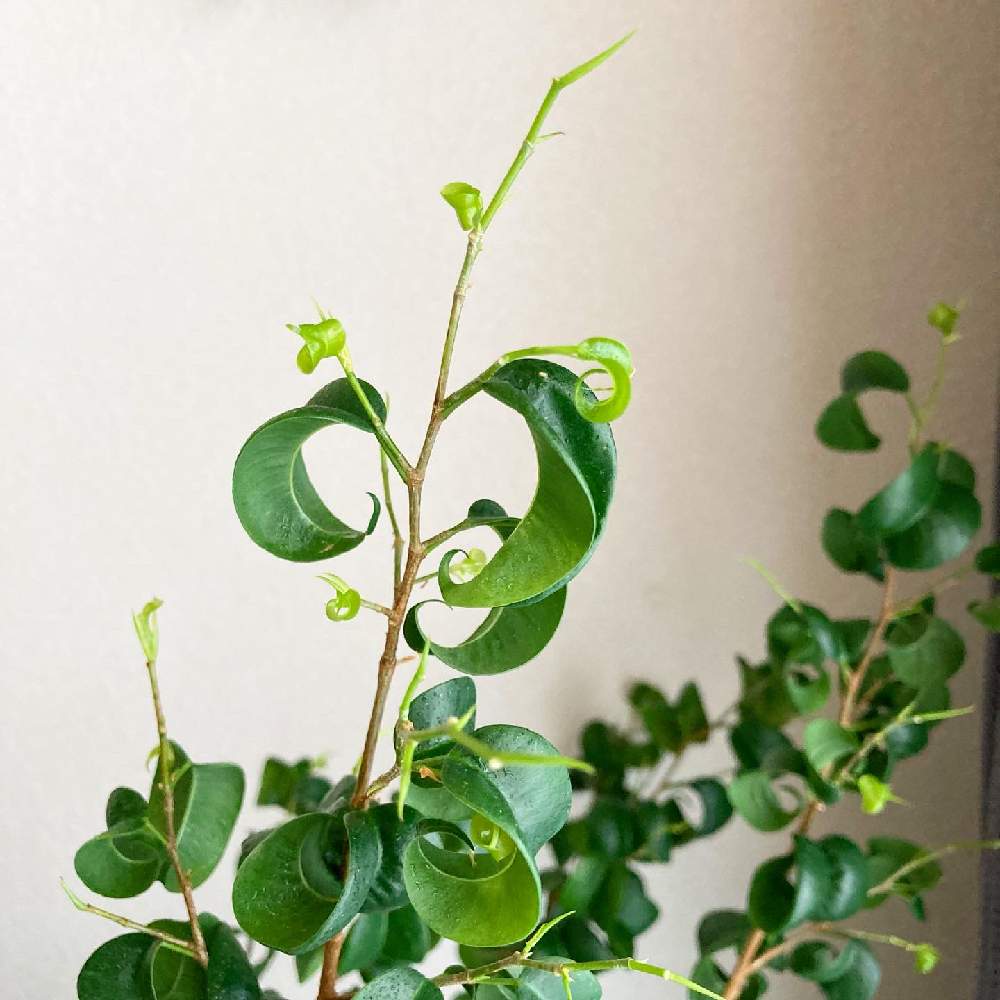 部屋の画像 by SAORIさん | 部屋とベンジャミンバロックと若葉と観葉植物とレースのカーテン越しと葉っぱと観葉植物初心者と観葉植物好きと大きくなあれと元気に育て!とリビングとリビングルームと観葉植物のある暮らしと可愛いとリビング窓辺と葉水と新芽とインテリアグリーン
