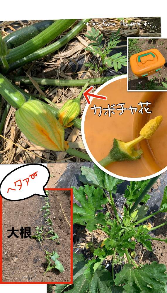 畑の画像 by kane flowerさん | 畑とズッキーニとダイコンと家庭菜園と私畑と埼玉県と自家製野菜とK.Fズッキーニと無農薬有機栽培と無農薬 無化学肥料栽培とK.F家庭菜園と2021 K.F 家庭菜園