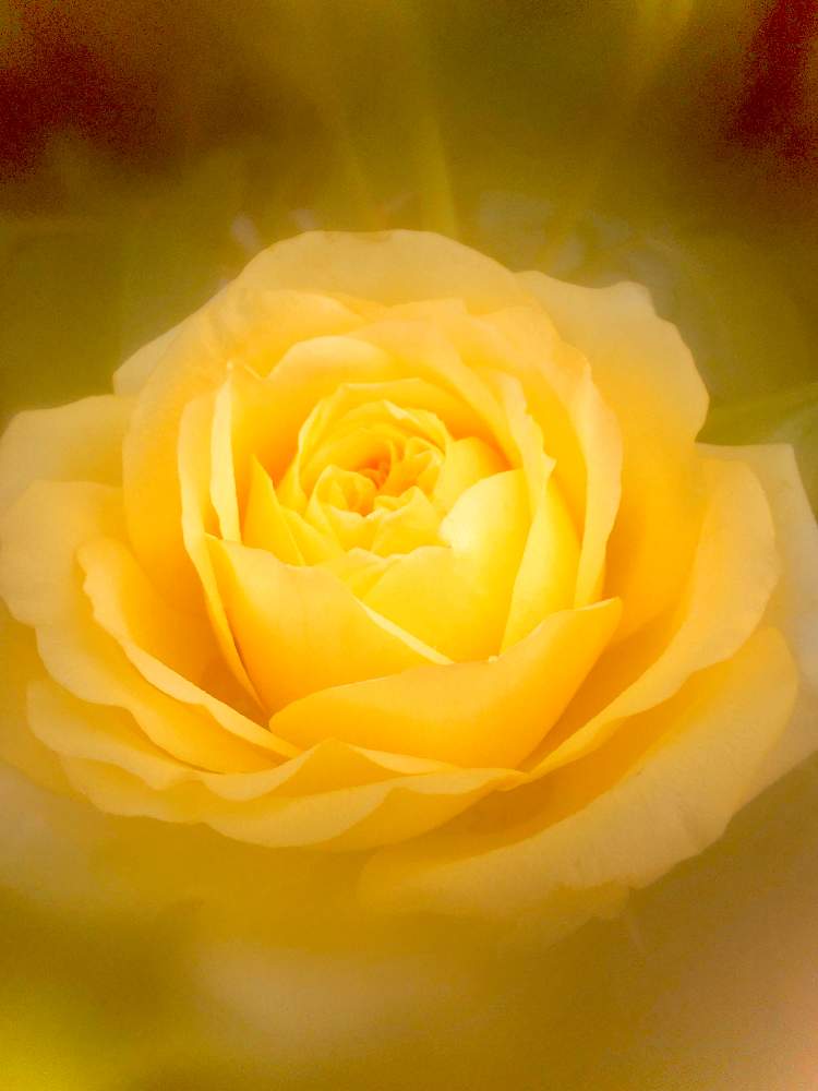 お出かけ先の画像 by ヒーちゃんさん | お出かけ先と薔薇♡と誕生花と花言葉ときいろいはなと今日はなんの日