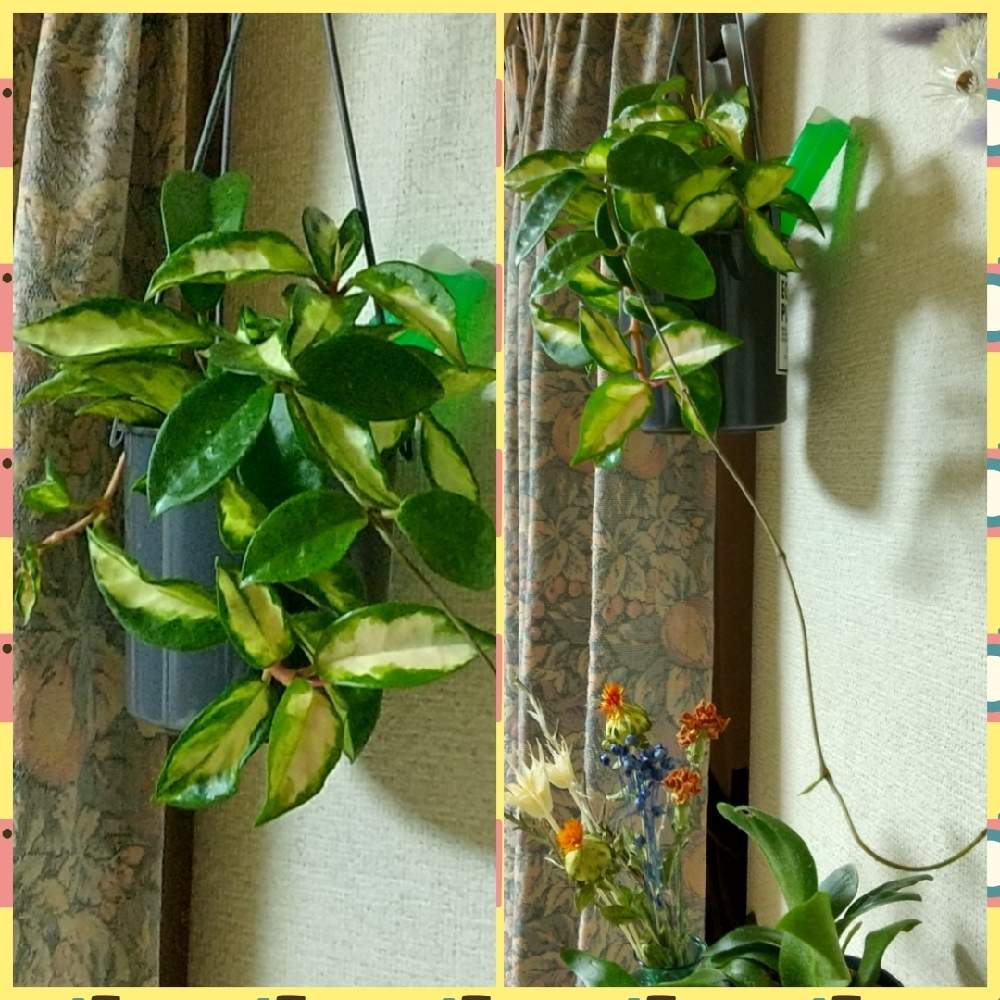 部屋の画像 by ウニ子さん | 部屋とホヤ・カルノーサ・エキゾチカと観葉植物とお気に入りと癒しと綺麗な葉色と可愛い葉っぱと緑のある暮らし
