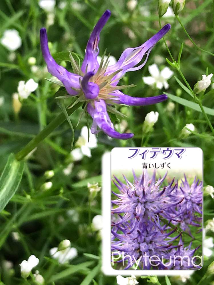 の画像 by shizukuさん | フィテウマ・青いしずくとタマシャジンと紫色の花と青い花とチーム・ブルー No.110と美しく青きドヨウと青い花で納涼祭2021と青い花マニアとチーム・ブルーと武蔵野花壇