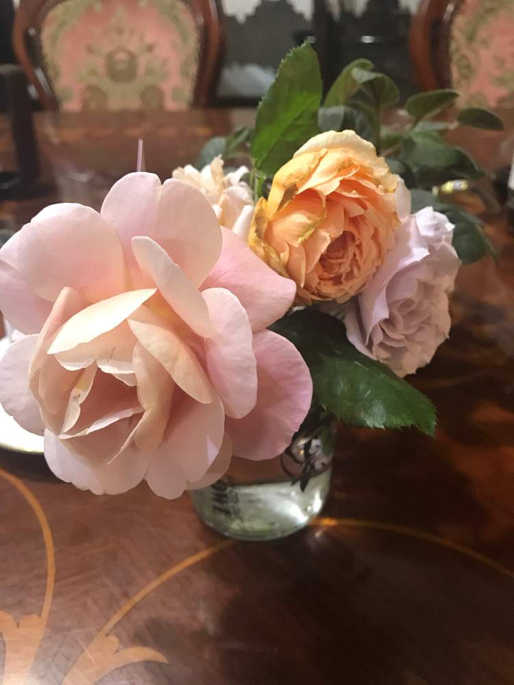 の画像 by ムーミンさん | ベランダと埼玉川越と薔薇 爽とコロナ退散❗️と暑いぞ埼玉と灯せ❗️心の火と陸の上のあんこさん印真宙と薔薇ディスタントドラムス