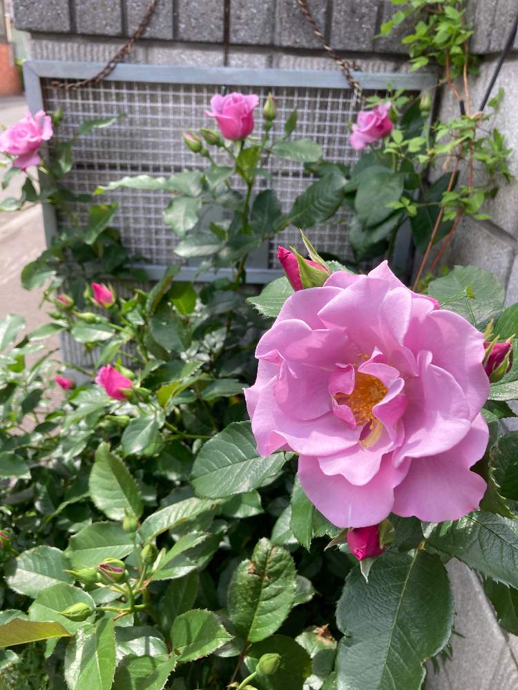 小さな庭の画像 by ももさん | 小さな庭とバラ ブルーベリーヒルと花のある暮らしと北海道と爽やか季節、到来
