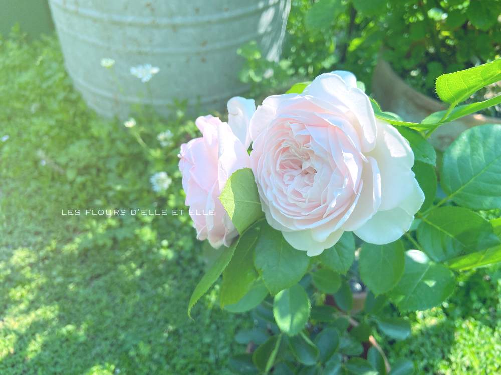 広い庭の画像 by elle*et*elleさん | 広い庭とクリスティアーナとシャンペトルと庭に咲く花と花のある風景と薔薇好きと自己流ガーデニングと咲いてくれてありがとう❤と手作りの庭と癒しとおうち園芸と香る花と2021 GSでバラ園とガーデニングと花のある暮らしとローズガーデンと薔薇♪と緑のある風景とロザリアンとバラを楽しむと薔薇大好きとばらに魅せられて