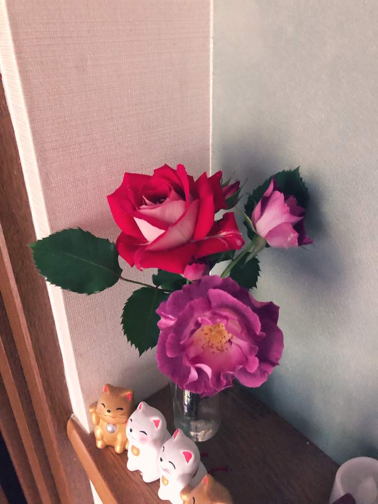 玄関の画像 by lavender &rose さん | 玄関とバラ ブルーフォーユー♡とバラ ラブ♡と紫色のお花と赤いバラさん♪と赤い花と赤い色のお花♡と花のある暮らしとマイ♡ローズガーデン